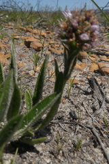 Echiostachys ecklonianus