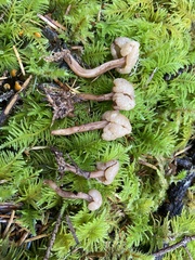 Cudonia monticola