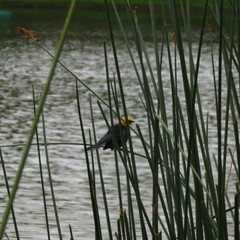 Chrysomus icterocephalus