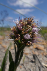 Echiostachys ecklonianus