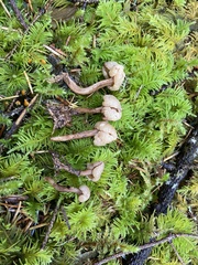 Cudonia monticola