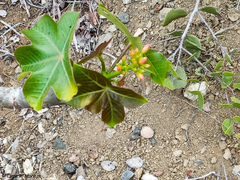 Jatropha nudicaulis