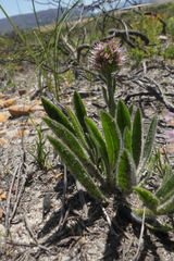 Echiostachys ecklonianus