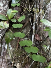 Passiflora murucuja