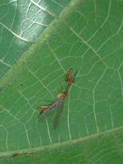 Necyla formosana