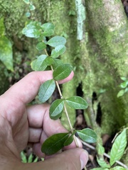 Oplonia spinosa