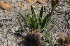 Echiostachys ecklonianus