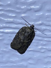 Acleris chalybeana