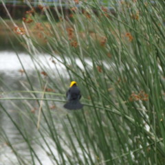 Chrysomus icterocephalus