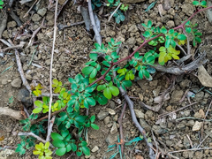 Pithecellobium excelsum