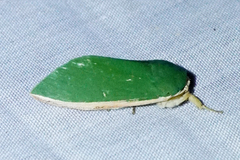 Moresa costalis