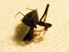 Melanolestes