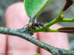 Camponotus mus