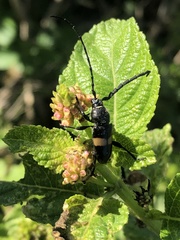 Lissonotus flavocinctus