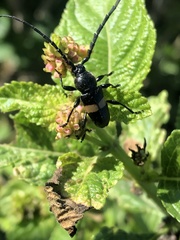 Lissonotus flavocinctus