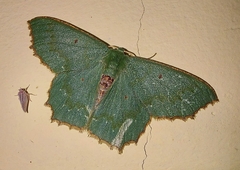 Episothalma robustaria