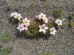 Oxalis enneaphylla