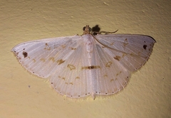 Derambila dentifera
