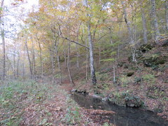 Etheostoma pseudovulatum