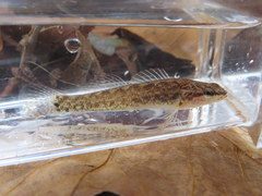 Etheostoma pseudovulatum
