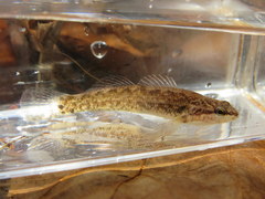 Etheostoma pseudovulatum