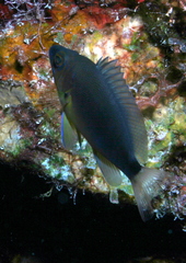 Hypoplectrus aberrans