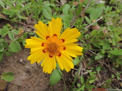 Coreopsis nuecensis