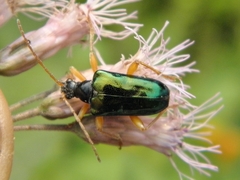 Rhagiini