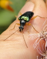 Rhagiini