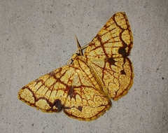 Heterostegane subtessellata