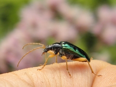 Rhagiini