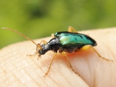 Rhagiini