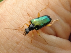 Rhagiini