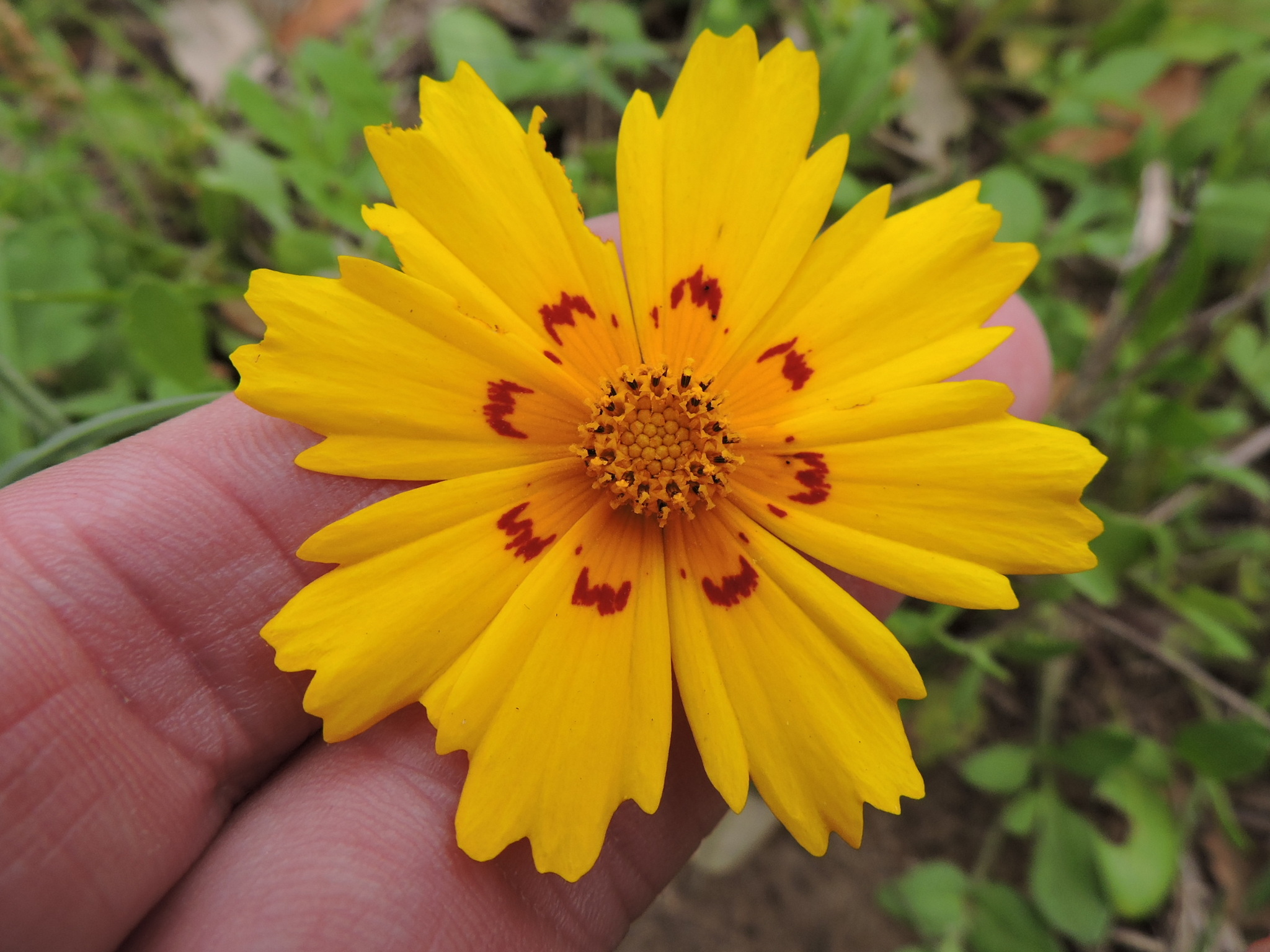 Coreopsis nuecensis