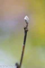Dasineura serrulatae