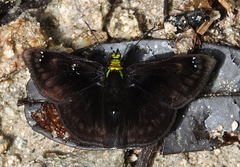 Gorgopas chlorocephala