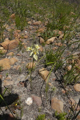 Moraea angusta