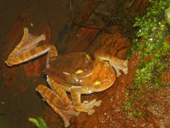 Rhacophorus margaritifer