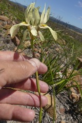 Moraea angusta