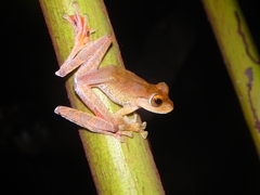 Rhacophorus margaritifer