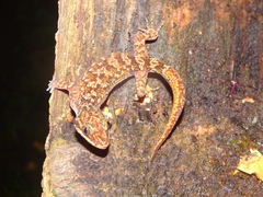 Cyrtodactylus marmoratus