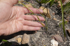 Moraea angusta