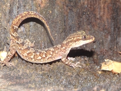 Cyrtodactylus marmoratus