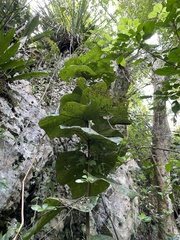 Coccoloba pubescens