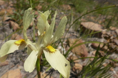 Moraea angusta