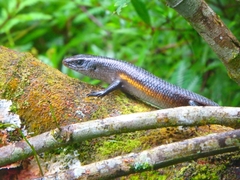 Eutropis multifasciata