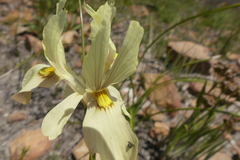 Moraea angusta