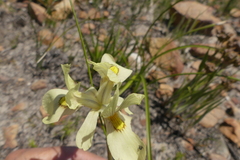 Moraea angusta
