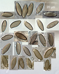 Xerocomellus cisalpinus