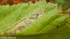 Stigmella lemniscella